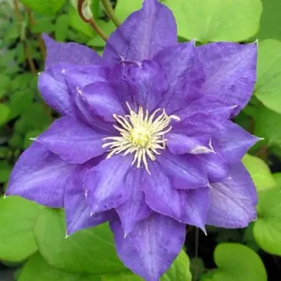 Клематис БЬЮТИ ОФ ВОЧЕСТЕР в Кобрине