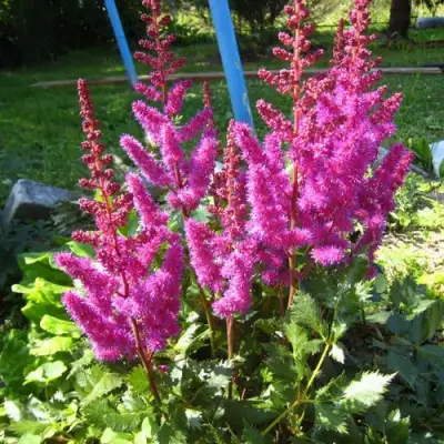 Астильба ЭЛИЗАБЕТ ВАН ВИН японская в Кобрине