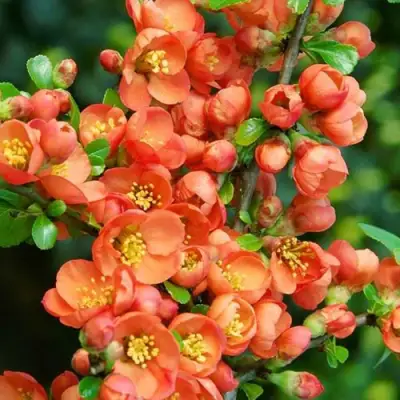 Айва ОРАНЖ ТРЕЙЛ в Кобрине