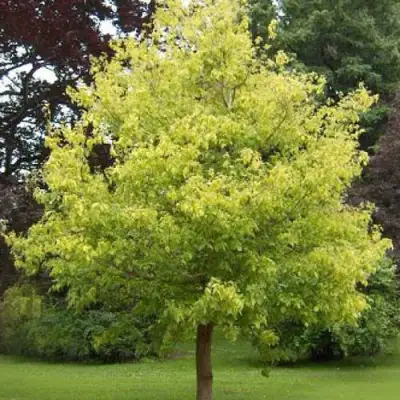 Клен ясенелистный в Кобрине