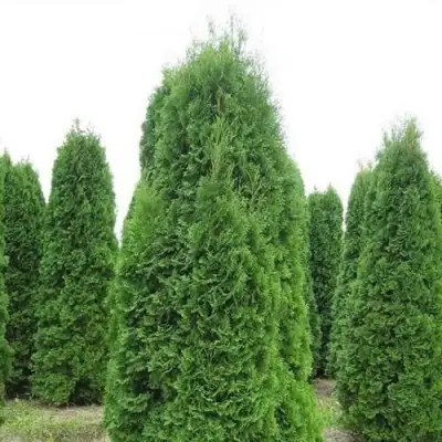 Туя КОЛУМНА западная в Кобрине