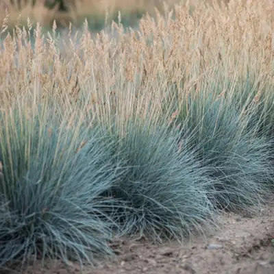 Овсяница АЙСФОГЕЛЬ сизая в Кобрине