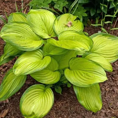 Хоста СТЕЙНД ГЛАСС гибридная в Кобрине