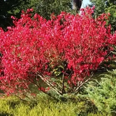 Бересклет ЕВРОПЕЙСКИЙ в Кобрине