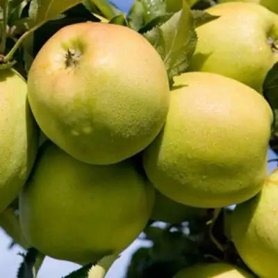 Яблоня МУТСУ в Кобрине