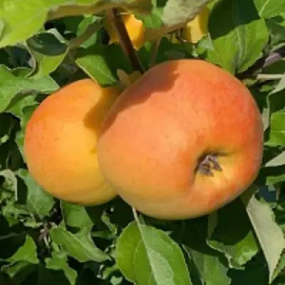 Яблоня АНТОНОВКА ЗОЛОТАЯ в Кобрине