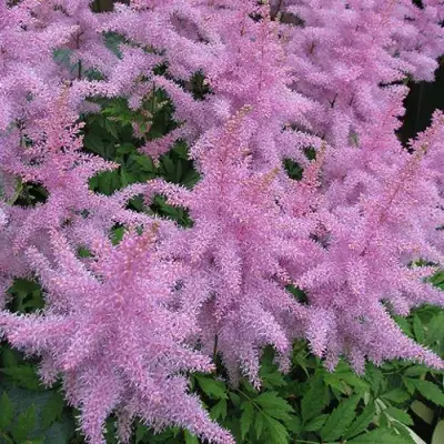 Астильба ГИАЦИНТ Арендса в Кобрине