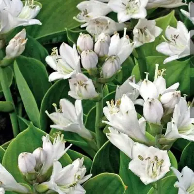 Хоста МОНСТЕР ИРЗ гибридная в Кобрине