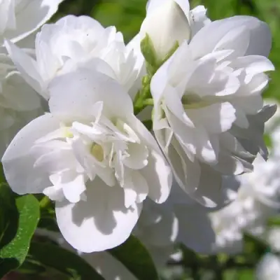 Жасмин ЖИРАНДОЛЬ в Кобрине