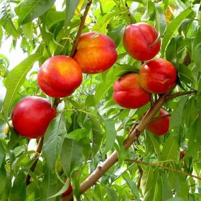 Нектарин ХАРБЛЕЙЗ в Кобрине