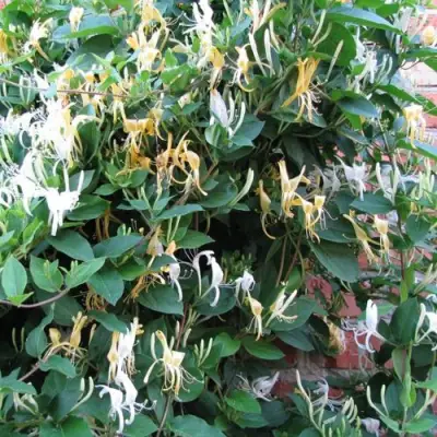 Жимолость ХАЛЛИАНА японская (Хелиана) в Кобрине