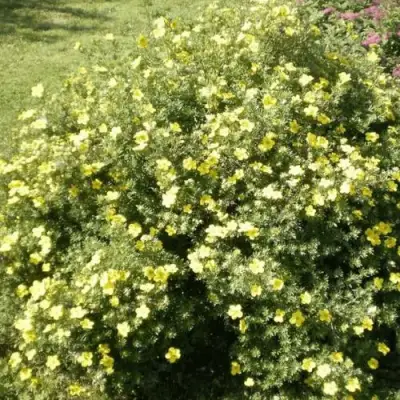 Лапчатка КЛОНДАЙК кустарниковая в Кобрине