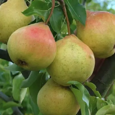 Груша ПАМЯТЬ ЯКОВЛЕВА в Кобрине
