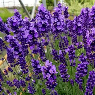 Лаванда ХИДКОТ БЛЮ узколистная в Кобрине