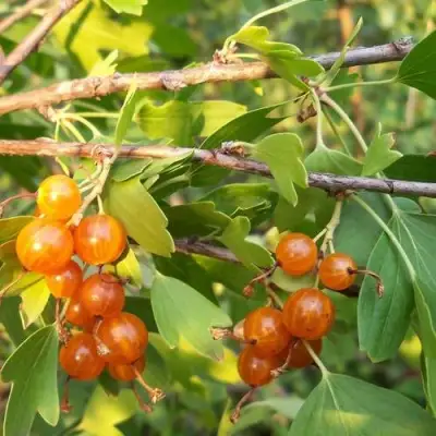 Смородина золотистая ЛЯЙСАН в Кобрине