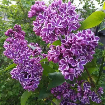 Сирень СЕНСАЦИЯ в Кобрине