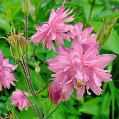 Аквилегия БАРЛОУ ПИНК гибрид МакКаны в Кобрине