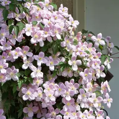 Клематис ГОРНЫЙ в Кобрине