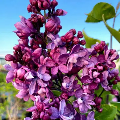 Сирень ВИОЛЕТТА в Кобрине