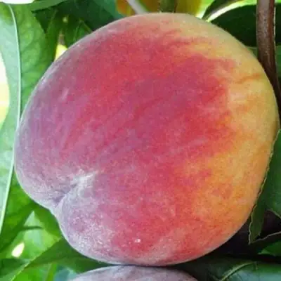 Персик ТОП СВИТ в Кобрине