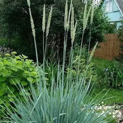 Элимус БЛЮ ДЮН песчаный в Кобрине