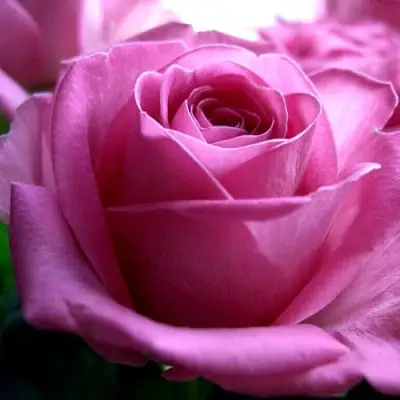 Роза ЭЙФЕЛЕВА БАШНЯ чайно-гибридная в Кобрине