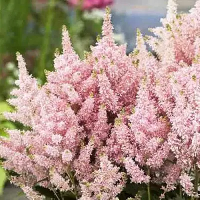 Астильба ЮНИК САЛМОН гибридная в Кобрине