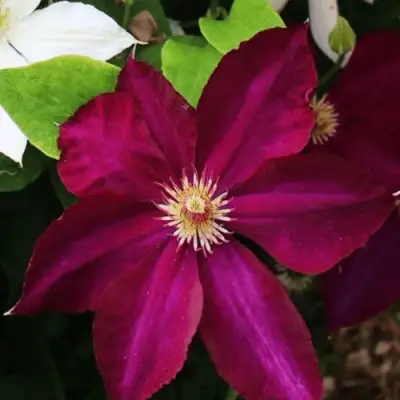 Клематис МАЗОВШЕ в Кобрине