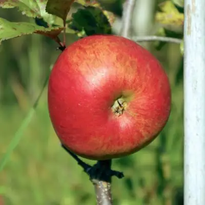 Яблоня ДЫЯМЕНТ в Кобрине