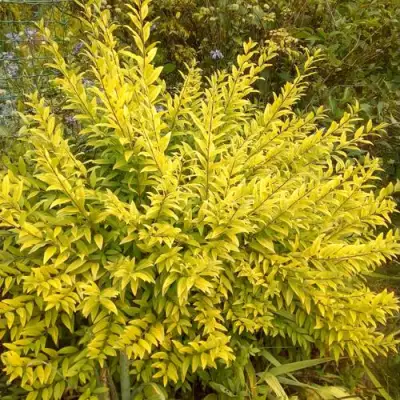 Бирючина АУРЕА обыкновенная в Кобрине