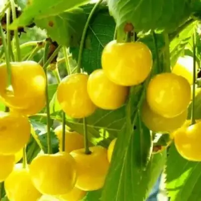 Черешня ПОДСНЕЖНИК в Кобрине