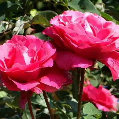 Роза ВИЕН РОУЗ чайно-гибридная в Кобрине