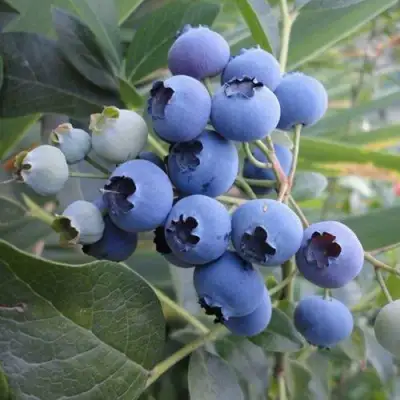 Голубика ЛЕГАЦИЯ в Кобрине