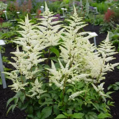 Астильба БРАУТШЛЕЙЕР Арендса в Кобрине