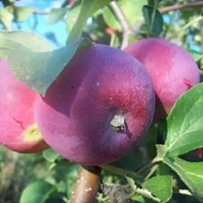 Яблоня СЕРЕБРЯНОЕ КОПЫТЦЕ в Кобрине