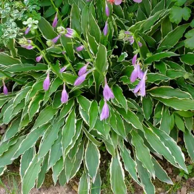 Хоста СТИЛЕТТО гибридная в Кобрине