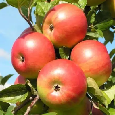 Яблоня ФРИДОМ в Кобрине