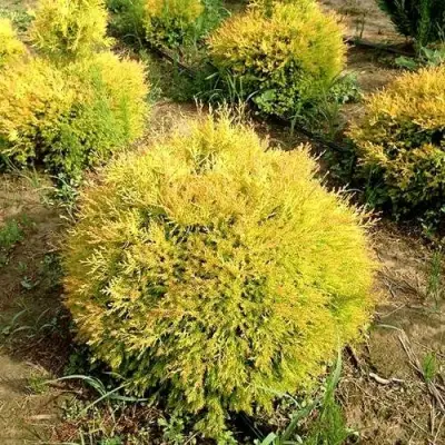 Туя ГЛОБОЗА АУРЕА западная в Кобрине