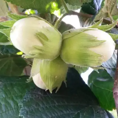 Фундук ЮННАТ в Кобрине