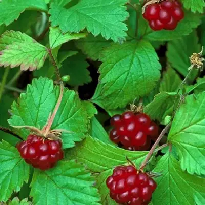 Княженика АУРА в Кобрине