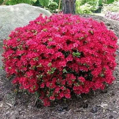 Азалия КАНЗОНЕТТА японская в Кобрине