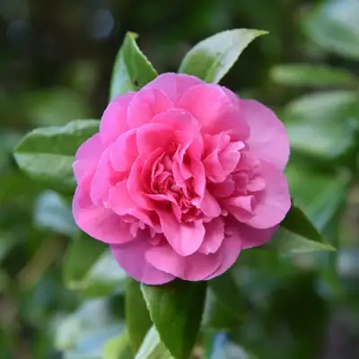 Камелия ДЕББИ в Кобрине