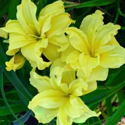 Лилейник ДАБЛ РИВЕР ВАЙ гибридный в Кобрине