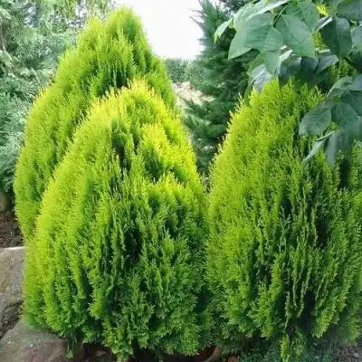 Туя восточная в Кобрине