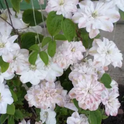 Клематис ИННОСЕНТ БЛАШ в Кобрине