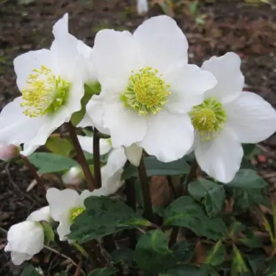 Морозник ЧЕРНЫЙ в Кобрине