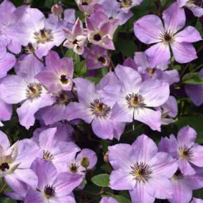 Клематис МОНИНГ СКАЙ в Кобрине