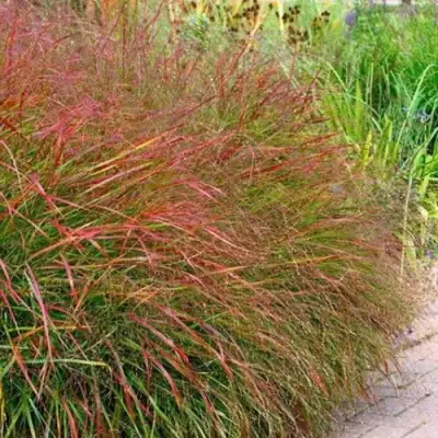 Просо ШЕНАНДО прутьевидное в Кобрине