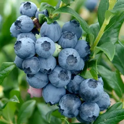 Голубика ХАРДИБЛЮ в Кобрине