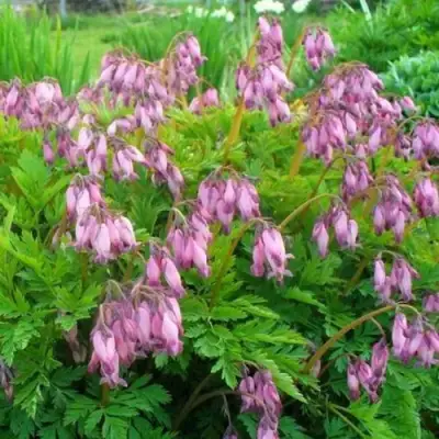 Дицентра изящная в Кобрине